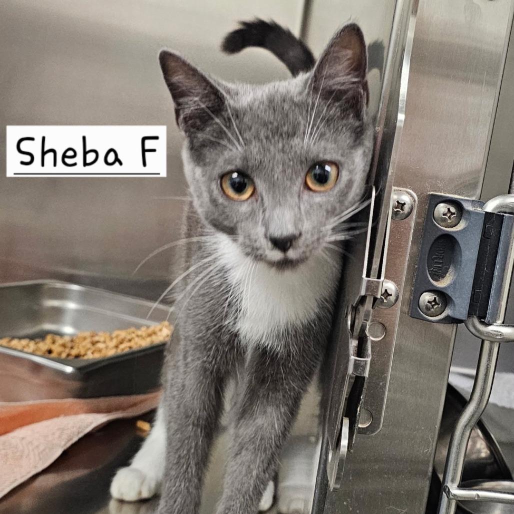 Sheba, Adoptable, Kitten Female Domestic Short Hair.