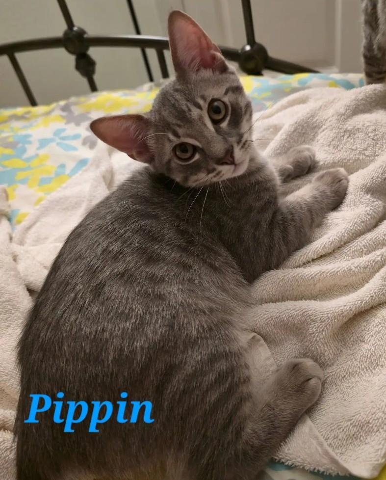 Pippin (courtesy listing)