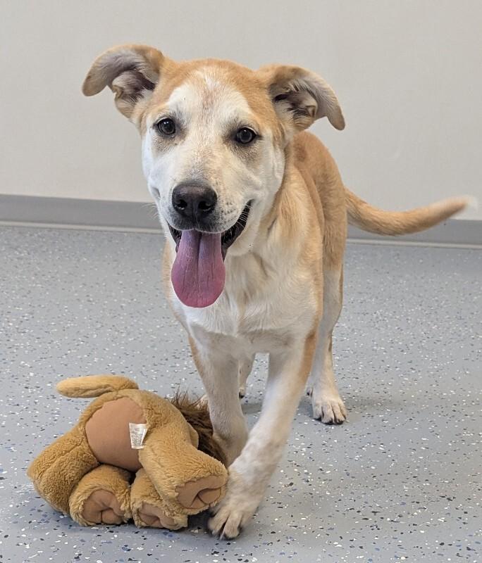 Whisper, Adoptable, Young Female Mixed Breed.