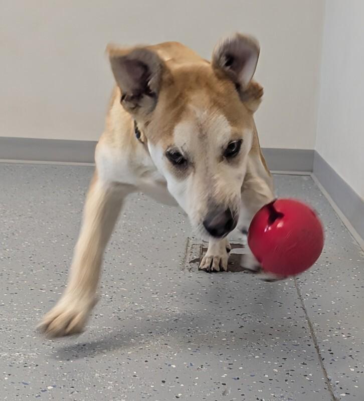 Whisper, a Adoptable Mixed Breed in Yankton, SD image 2/5