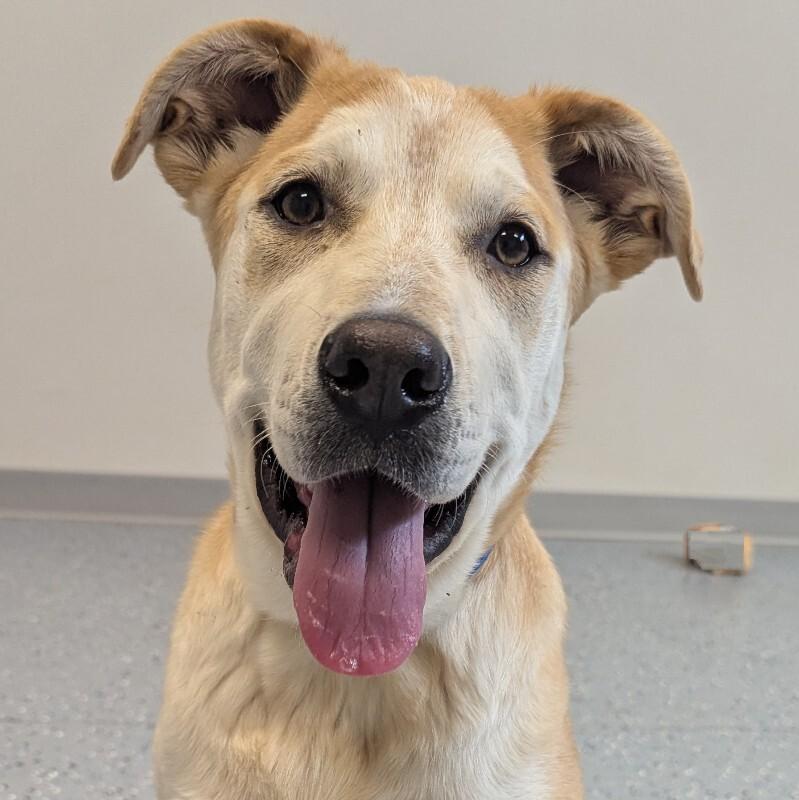 Whisper, a Adoptable Mixed Breed in Yankton, SD image 3/5