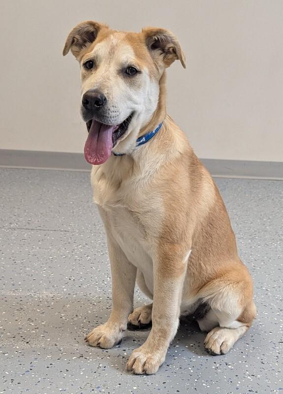 Whisper, a Adoptable Mixed Breed in Yankton, SD image 4/5