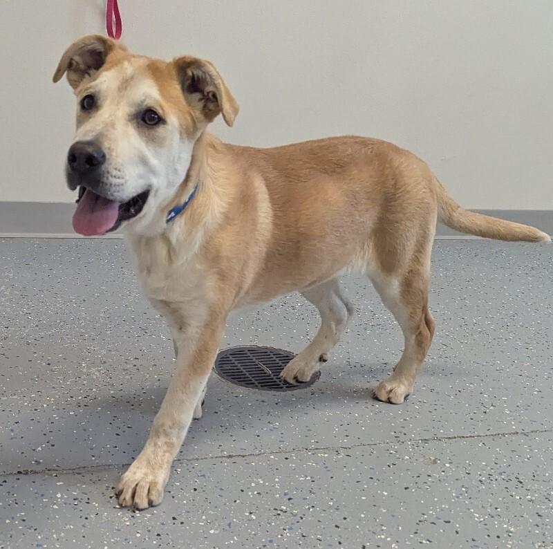 Whisper, a Adoptable Mixed Breed in Yankton, SD image 5/5
