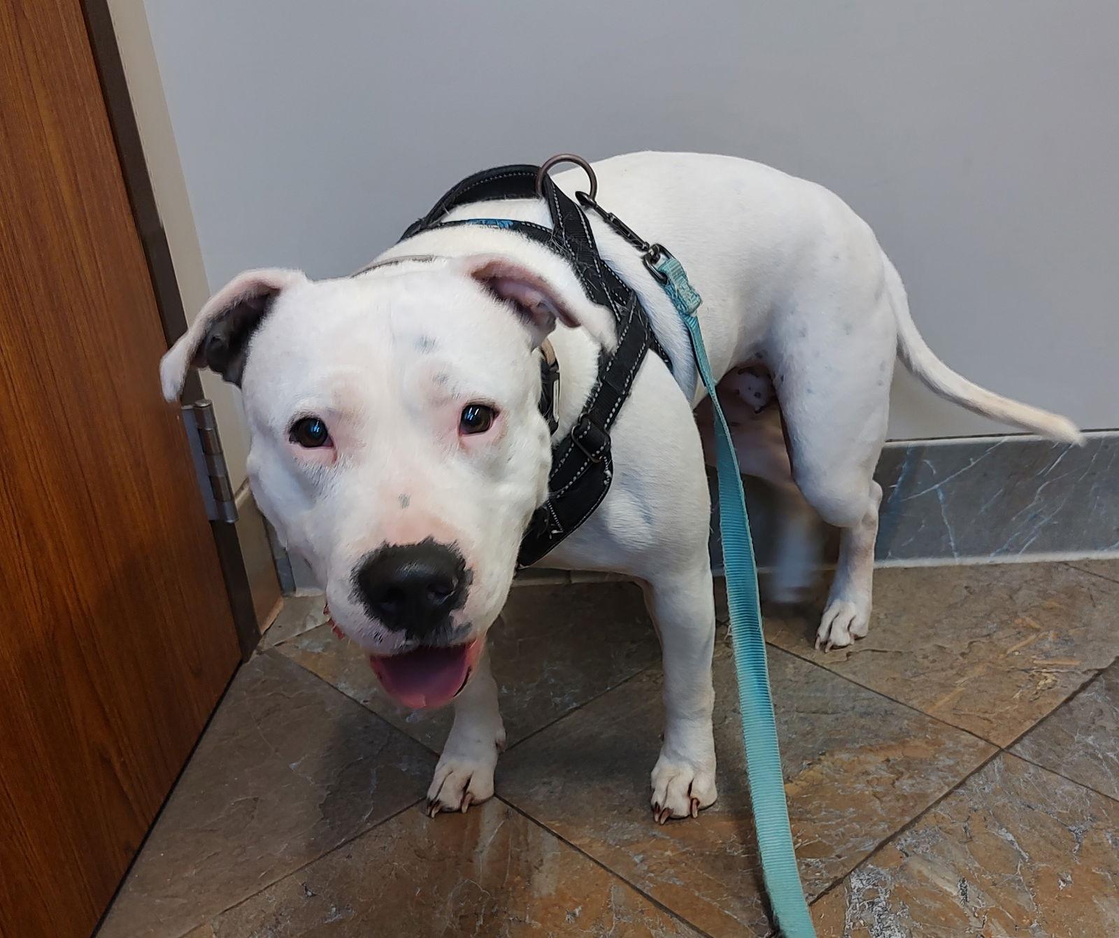 Tootsey, Adoptable, Adult Female American Bulldog & Pit Bull Terrier.