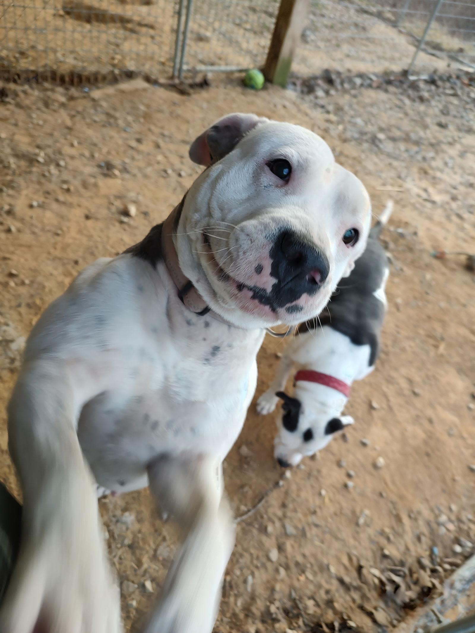 Enlarge Tootsey, a Adoptable mixed breed in Island Lake, IL image 2/3