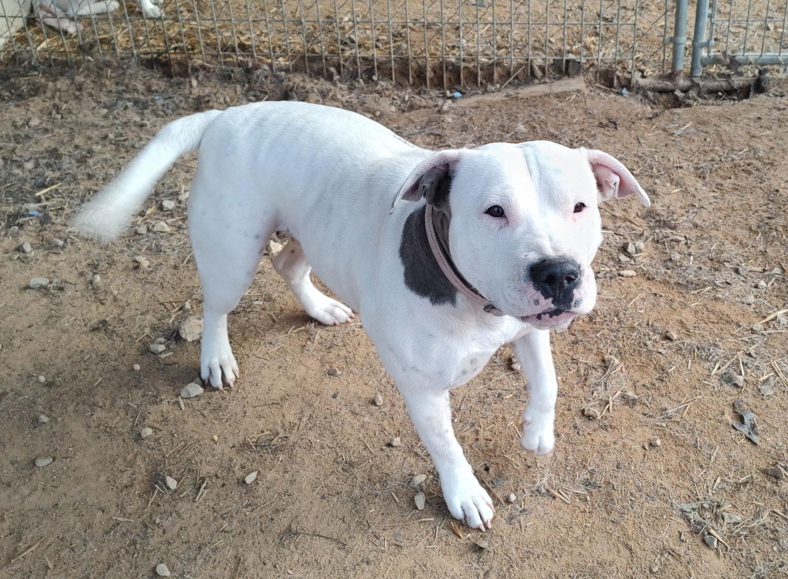 Enlarge Tootsey, a Adoptable mixed breed in Island Lake, IL image 3/3