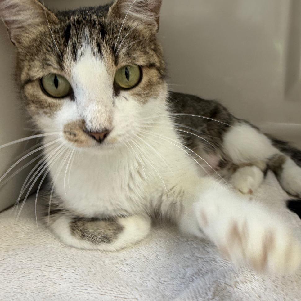 Harper, Adoptable, Young Female Domestic Short Hair.