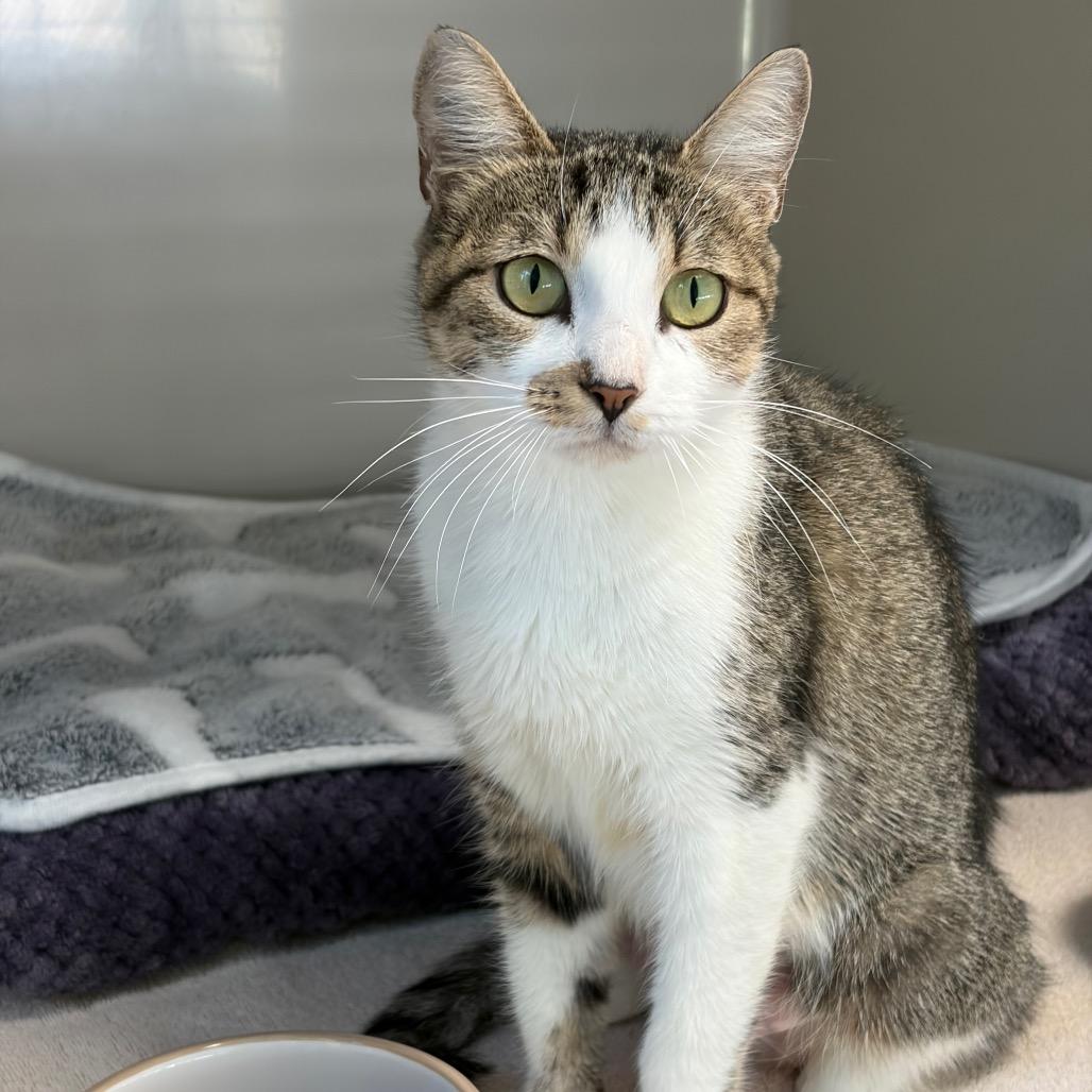 Enlarge Harper, a Adoptable Domestic Short Hair in Greensboro, GA image 1/4