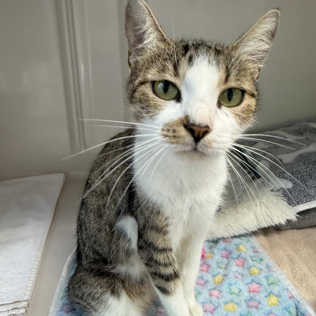 Enlarge Harper, a Adoptable Domestic Short Hair in Greensboro, GA image 2/4