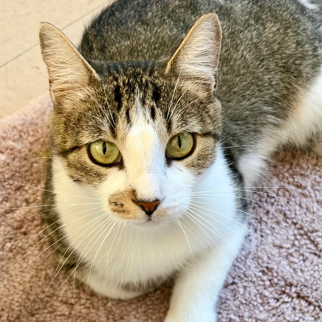 Enlarge Harper, a Adoptable Domestic Short Hair in Greensboro, GA image 3/6