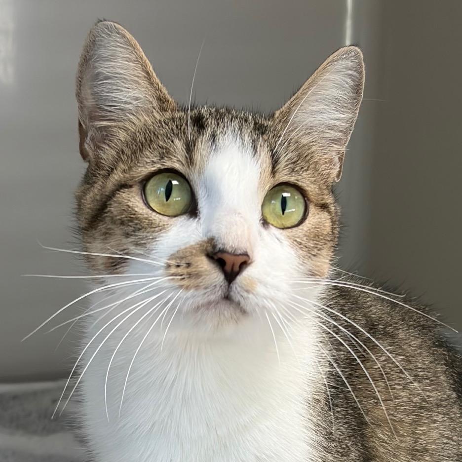 Enlarge Harper, a Adoptable Domestic Short Hair in Greensboro, GA image 4/6