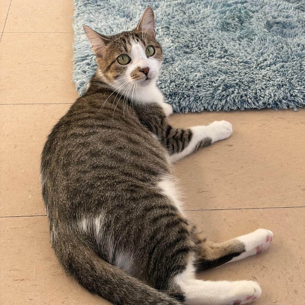 Enlarge Harper, a Adoptable Domestic Short Hair in Greensboro, GA image 5/6