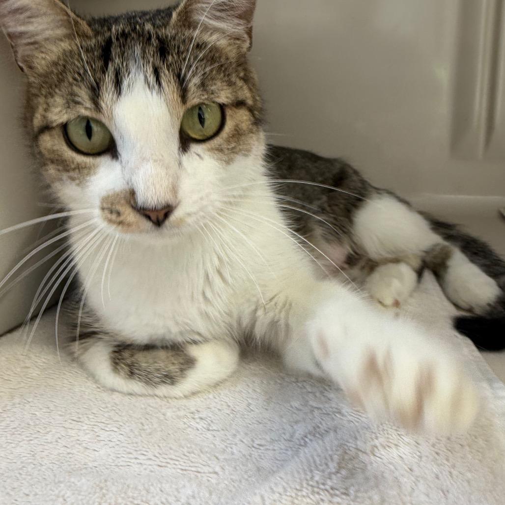 Enlarge Harper, a Adoptable Domestic Short Hair in Greensboro, GA image 3/4