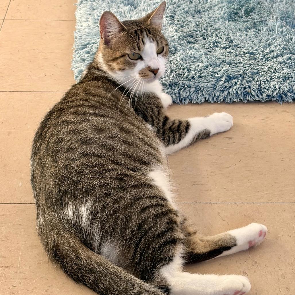 Enlarge Harper, a Adoptable Domestic Short Hair in Greensboro, GA image 6/6