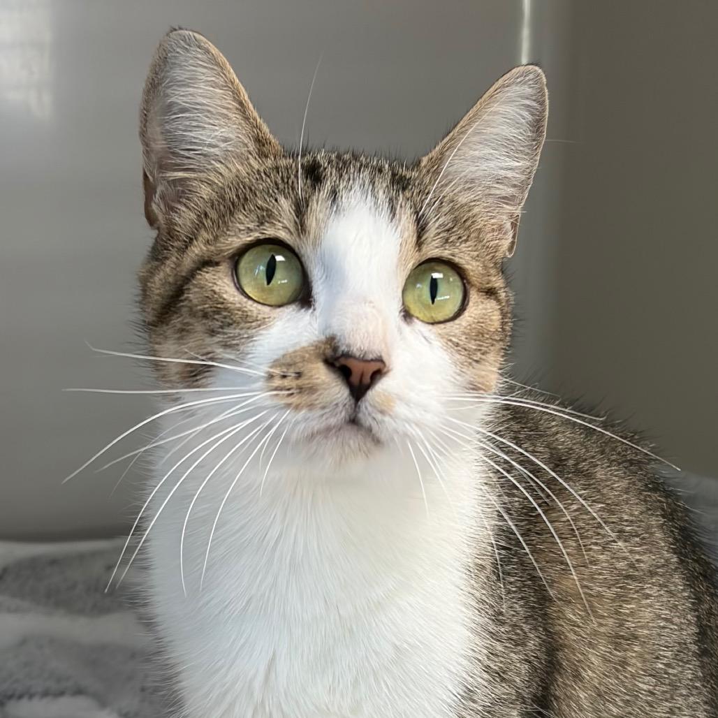 Enlarge Harper, a Adoptable Domestic Short Hair in Greensboro, GA image 4/4