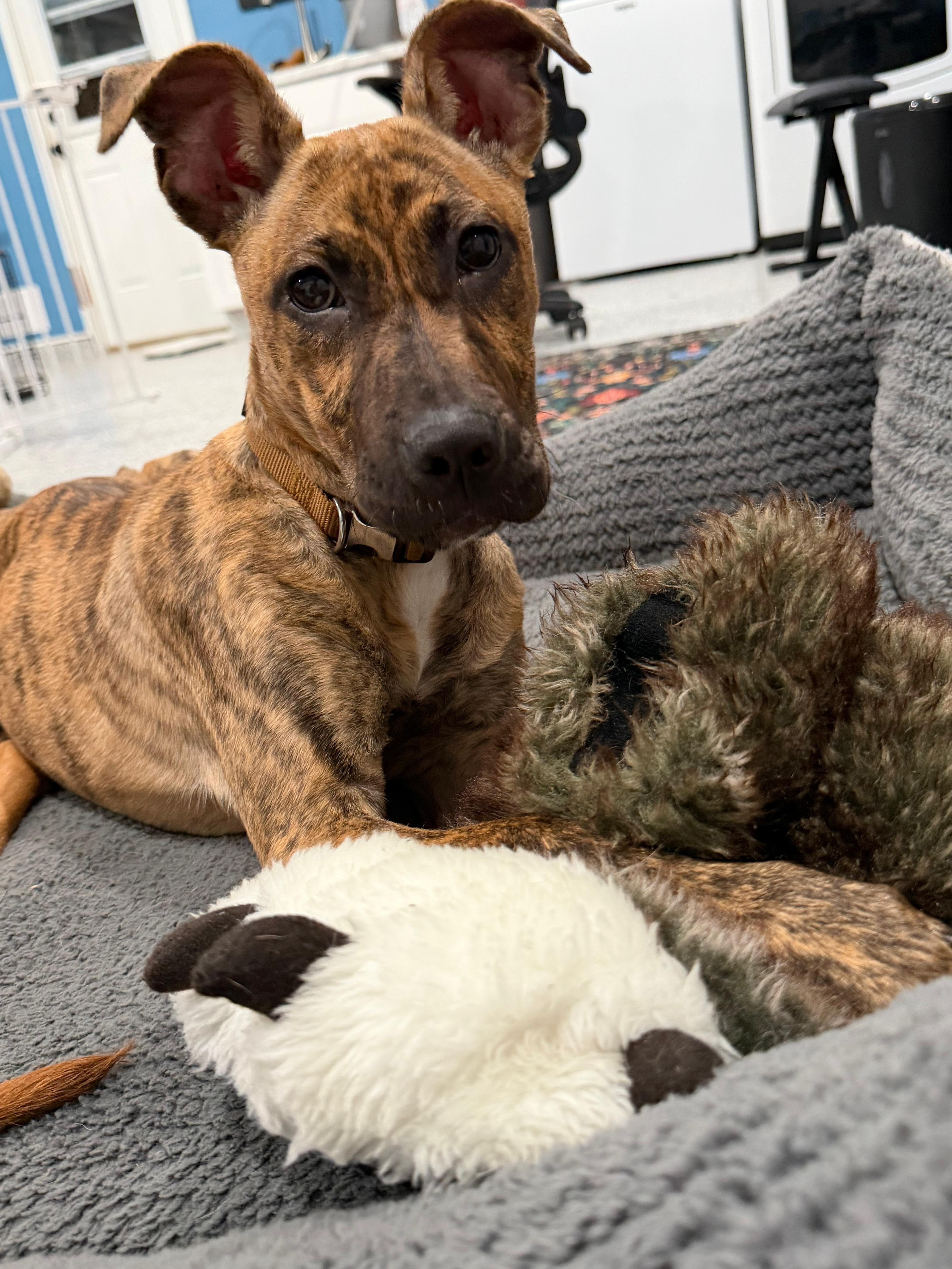 Tiger, Adoptable, Young Female Pit Bull Terrier.