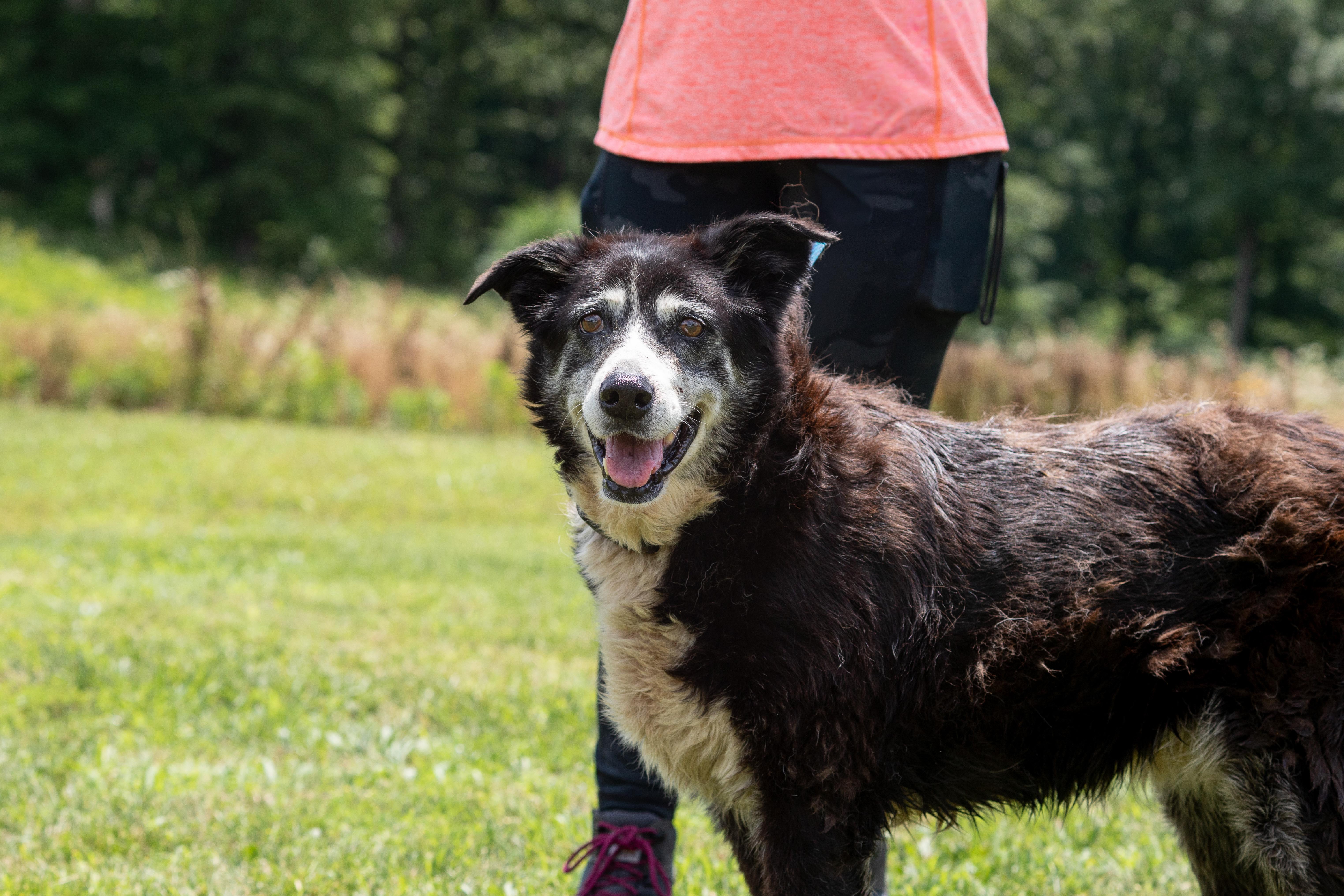 Walter, adopted, Senior Male Border Collie.
