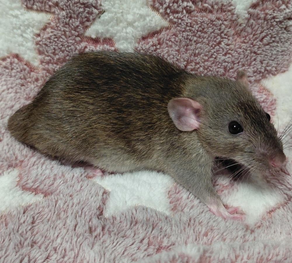 Tuesday, Adoptable, Baby Female Rat.