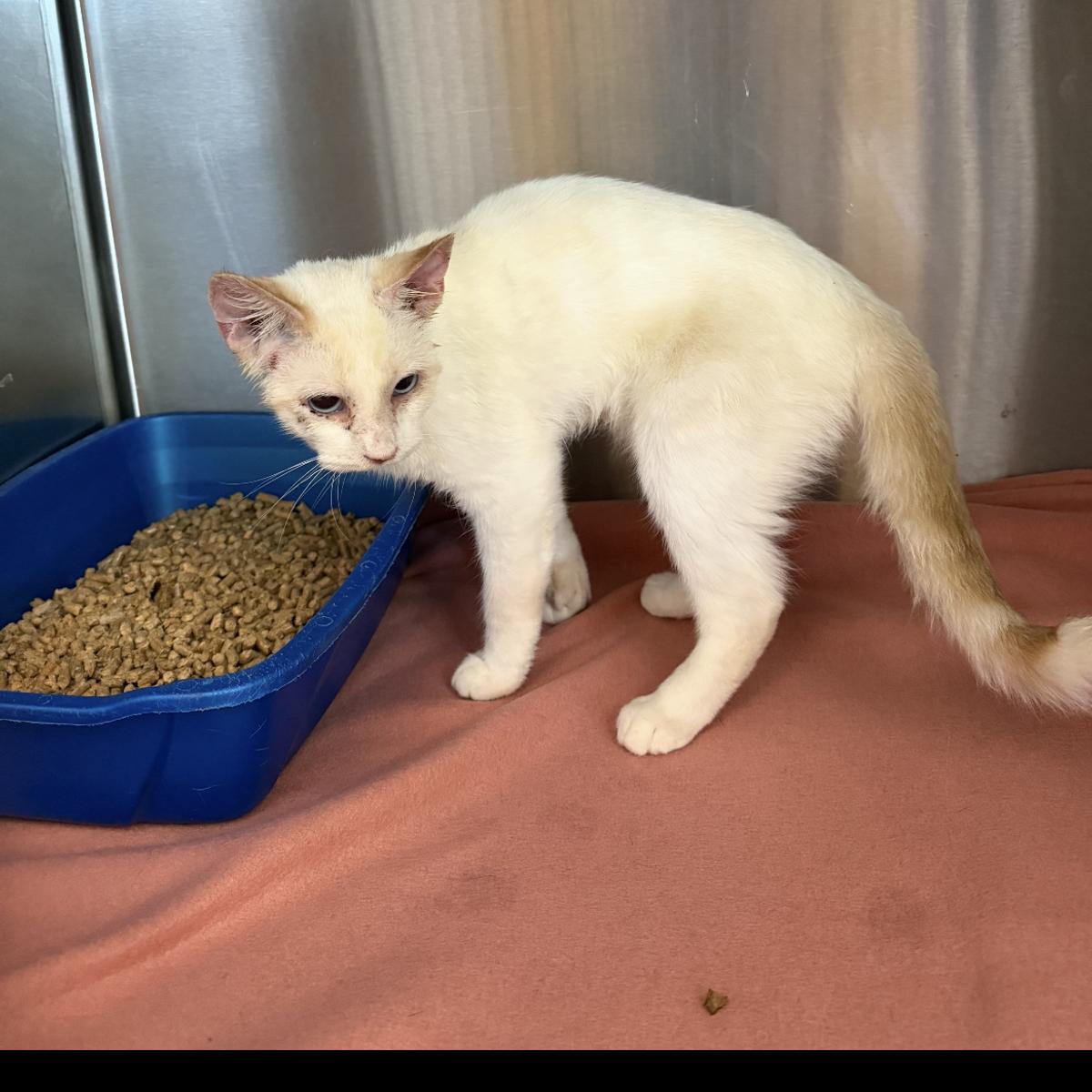 Snowball, Adoptable, Adult Male Domestic Short Hair.