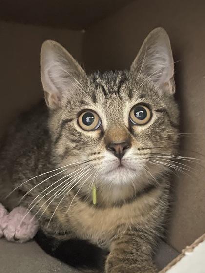 Enlarge Dobby, a Adoptable mixed breed in Madison, WI image 1/1
