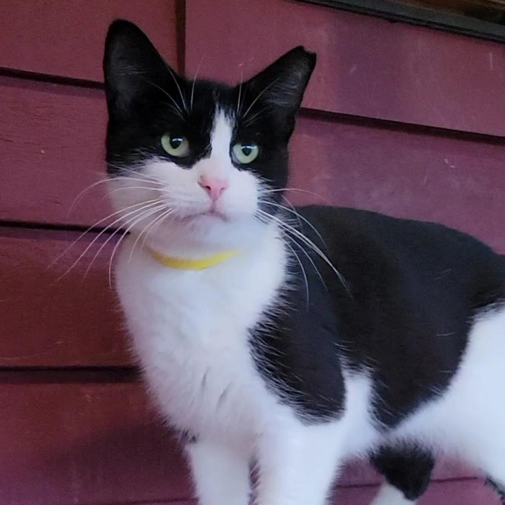 Marianna Poet, Adoptable, Adult Female Domestic Short Hair.