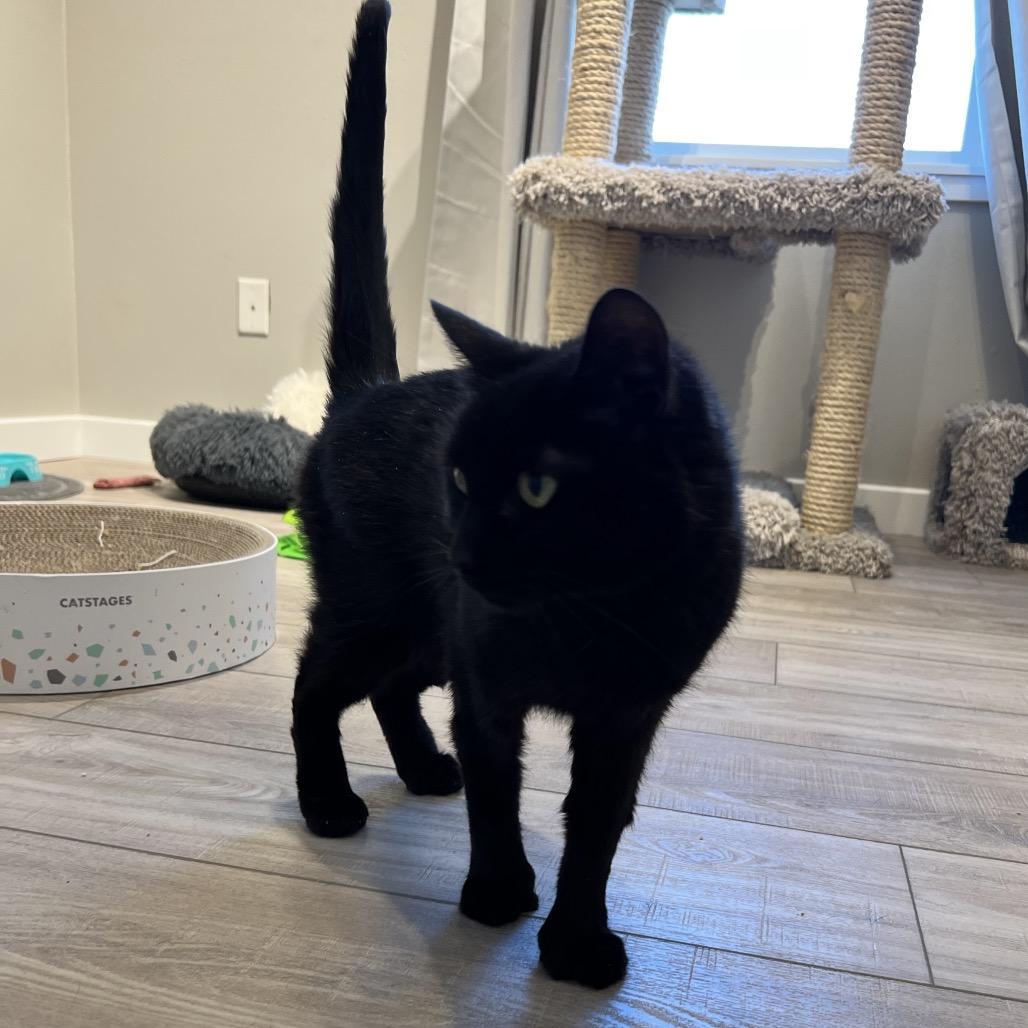 Midnight, Adoptable, Senior Female Domestic Short Hair.