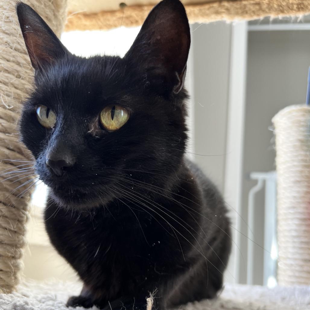 Midnight, a Adoptable Domestic Short Hair in Spokane, WA image 5/5