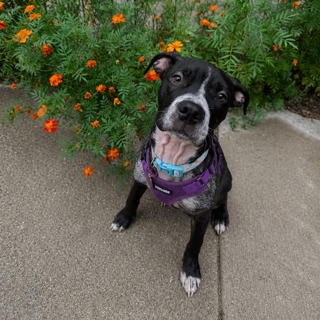 Enlarge Primrose, a Adoptable American Staffordshire Terrier in Northville, MI image 2/6