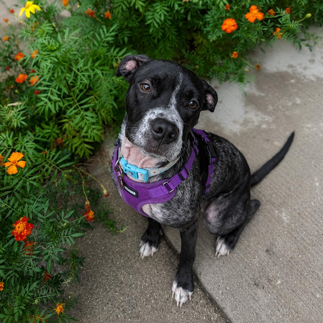 Enlarge Primrose, a Adoptable American Staffordshire Terrier in Northville, MI image 3/6