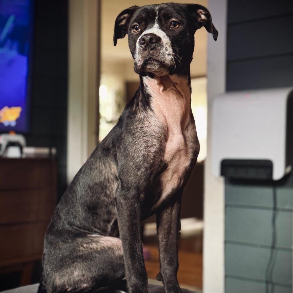 Enlarge Primrose, a Adoptable American Staffordshire Terrier in Northville, MI image 4/6