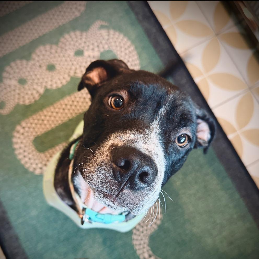 Enlarge Primrose, a Adoptable American Staffordshire Terrier in Northville, MI image 5/6