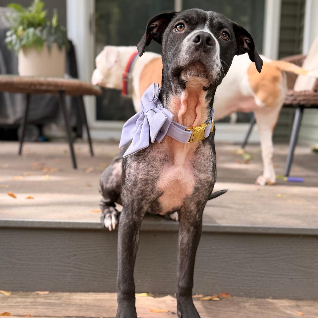 Enlarge Primrose, a Adoptable American Staffordshire Terrier in Northville, MI image 6/6