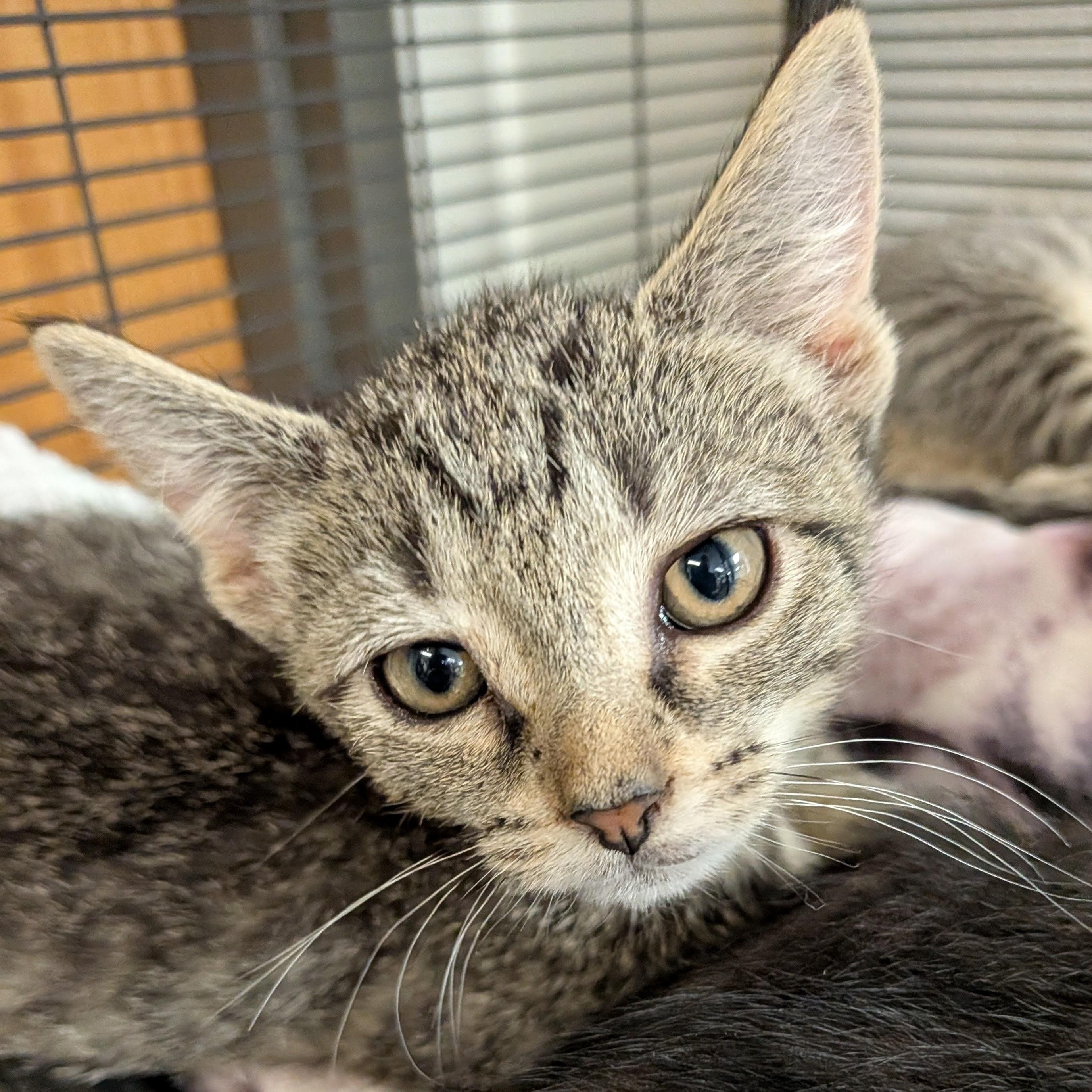 Snickers, Adoptable, Kitten Female Domestic Short Hair.