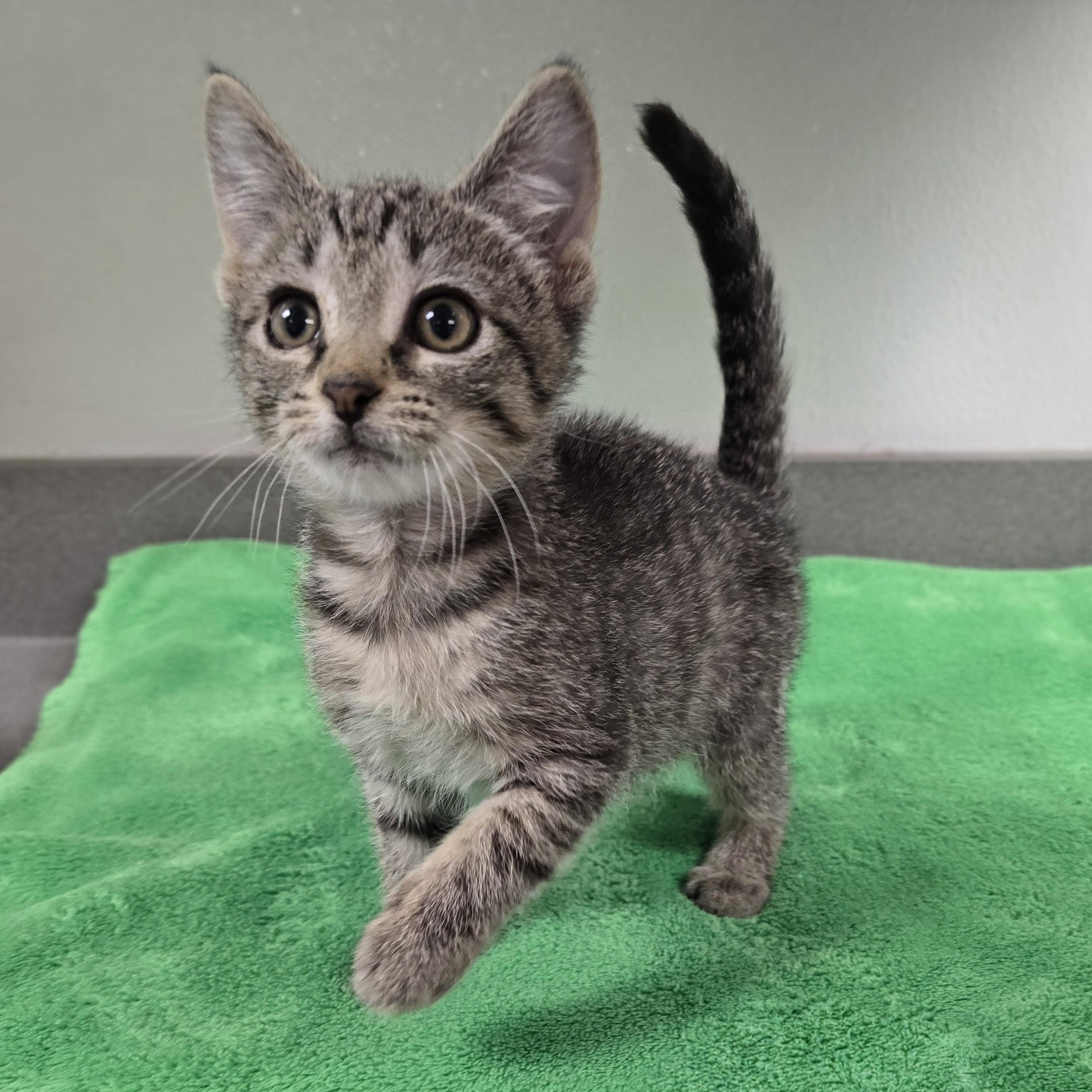 Enlarge Snickers, a Adoptable mixed breed in Mount Carmel, IL image 3/3