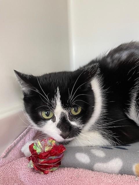 Enlarge Lorine, a Adoptable Domestic Short Hair in Hayward, WI image 1/1