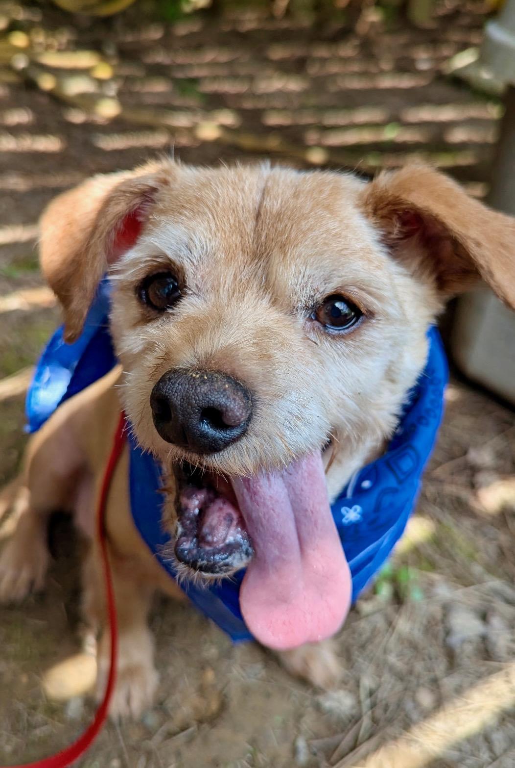 Shadow, ADOPTABLE, Senior Male Terrier & Mixed Breed.