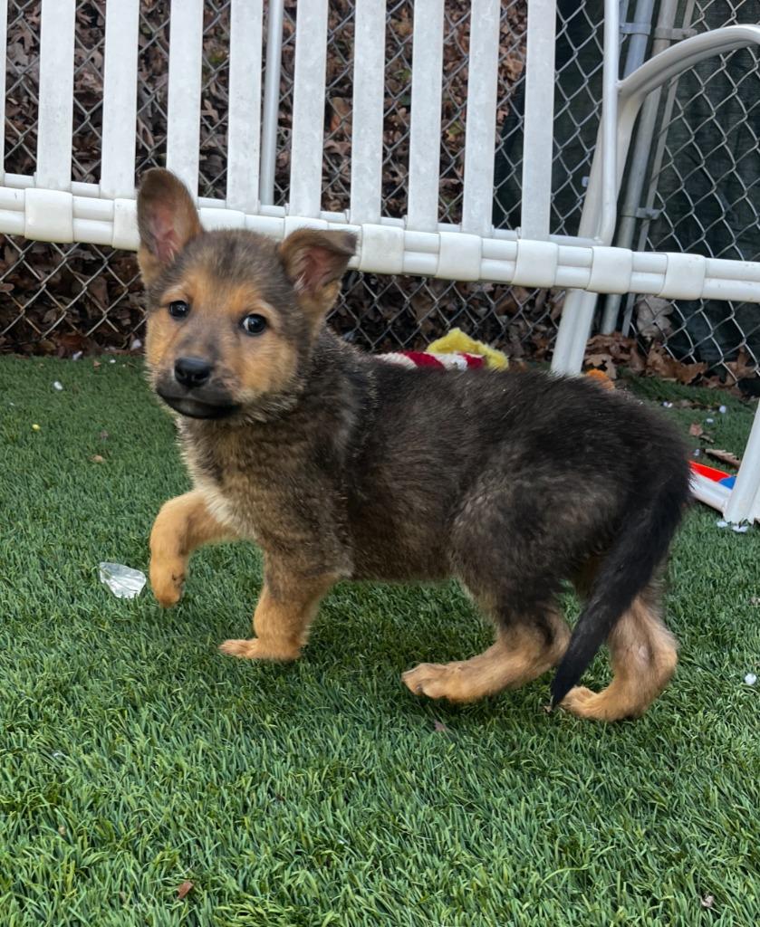 Sabrina, Adopted, Puppy Female Shepherd.