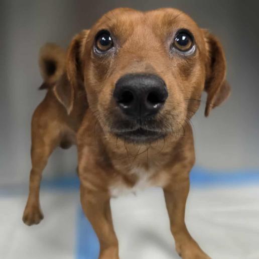 Cam, a Adoptable mixed breed in Fort Collins, CO image 1/6