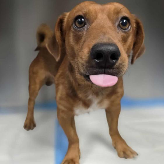 Cam, a Adoptable mixed breed in Fort Collins, CO image 2/6