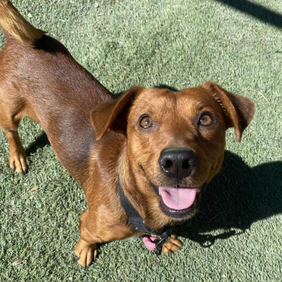 Cam, a Adoptable mixed breed in Fort Collins, CO image 3/6