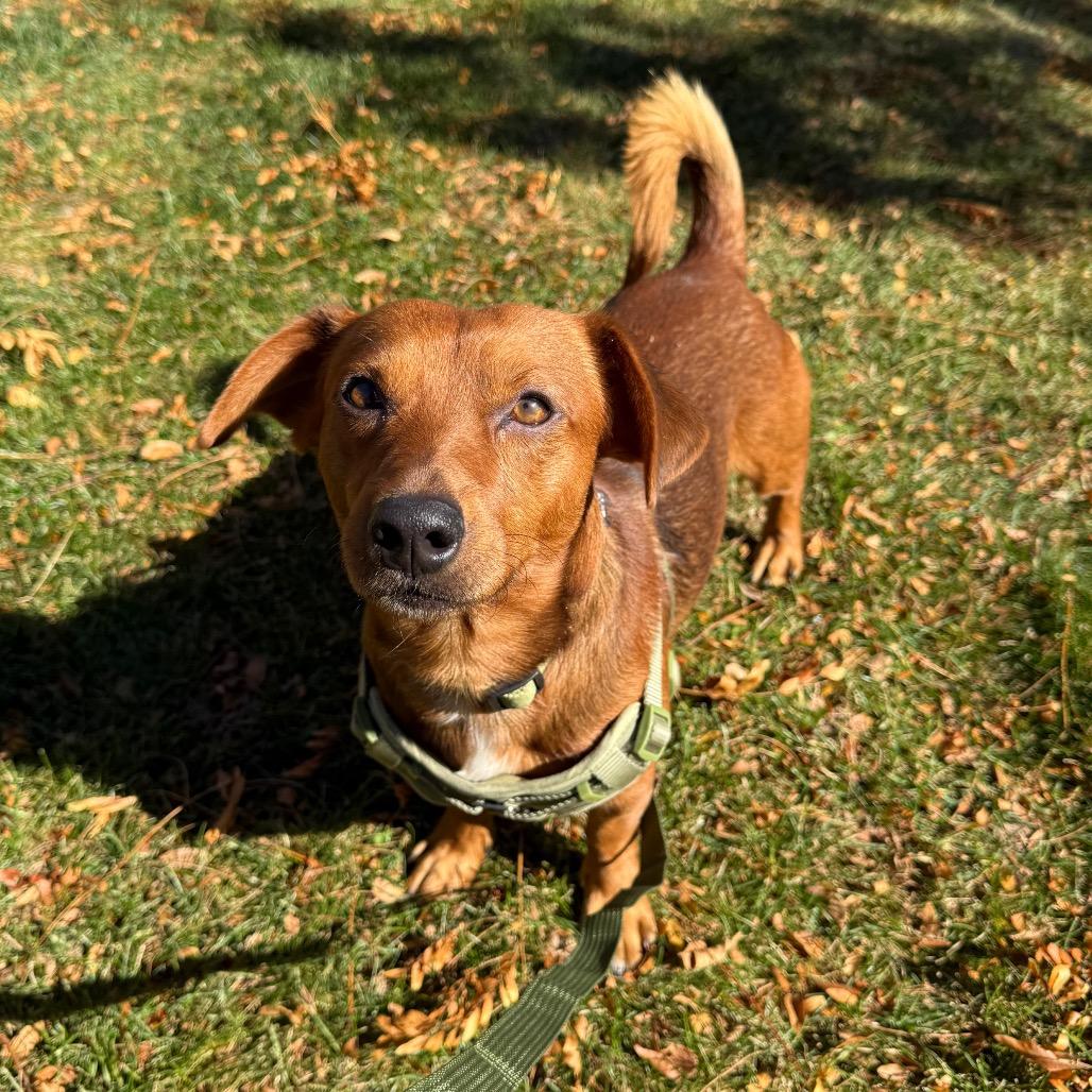 Cam, a Adoptable mixed breed in Fort Collins, CO image 4/6