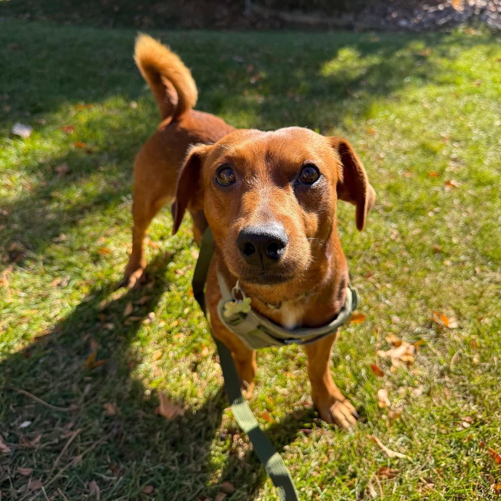 Cam, a Adoptable mixed breed in Fort Collins, CO image 5/6