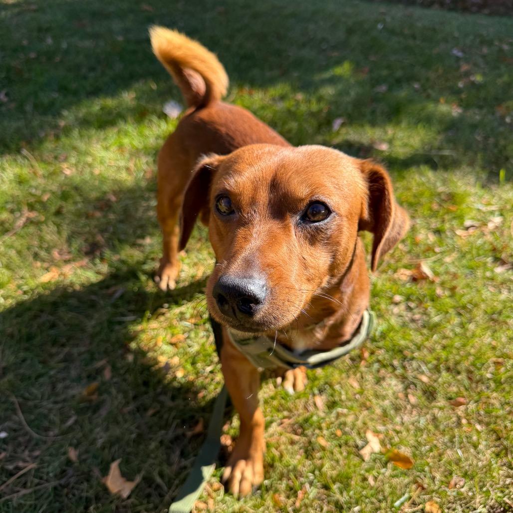 Cam, a Adoptable mixed breed in Fort Collins, CO image 6/6