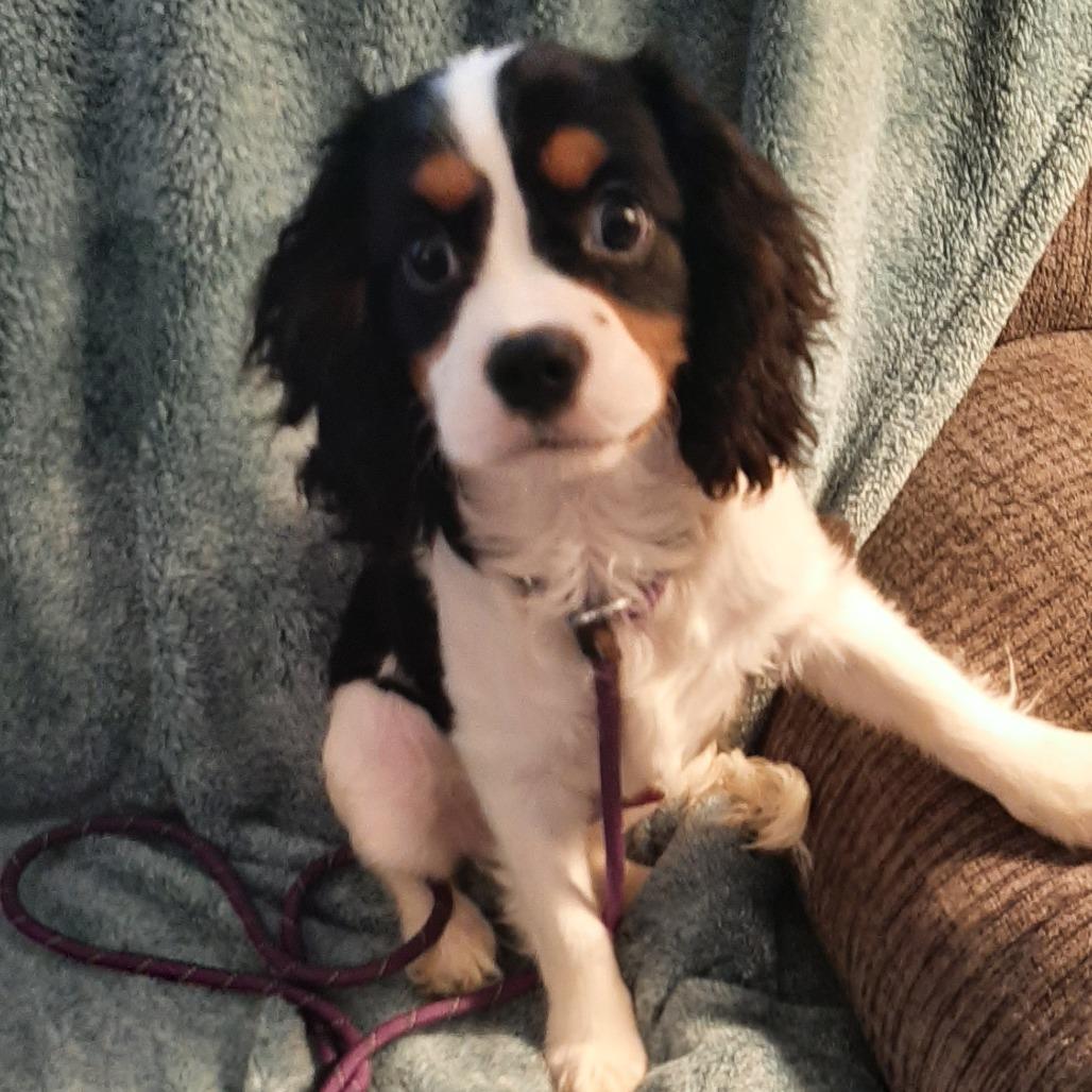 Kent, Adoptable, Puppy Male Cavalier King Charles Spaniel.