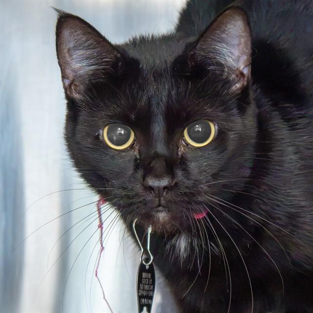 Enlarge MUSHROOM, a Adoptable Domestic Short Hair in Saint Louis, MO image 1/1