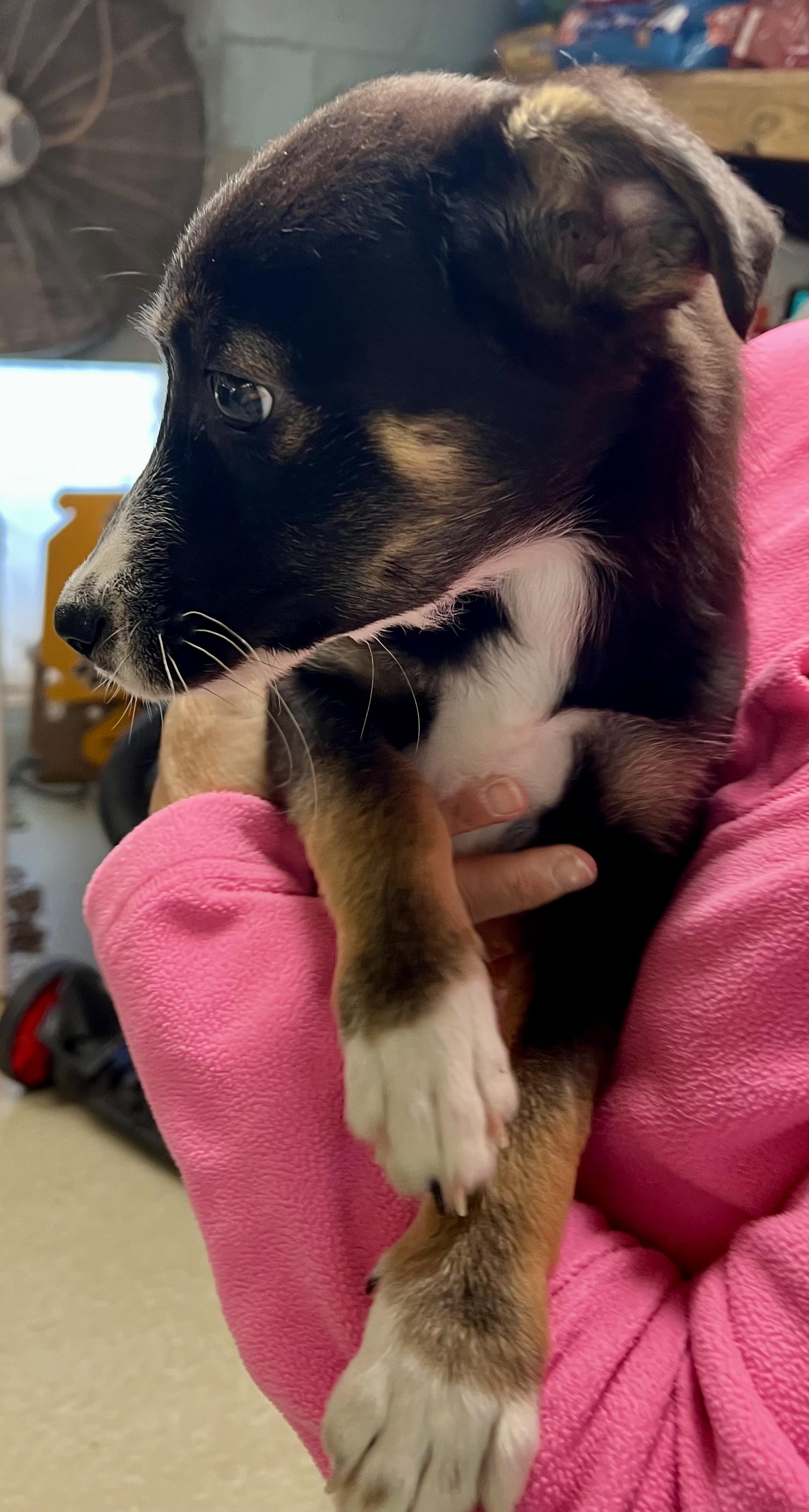 Enlarge Scrappy, an adopted mixed breed in sparta, NC image 3/3