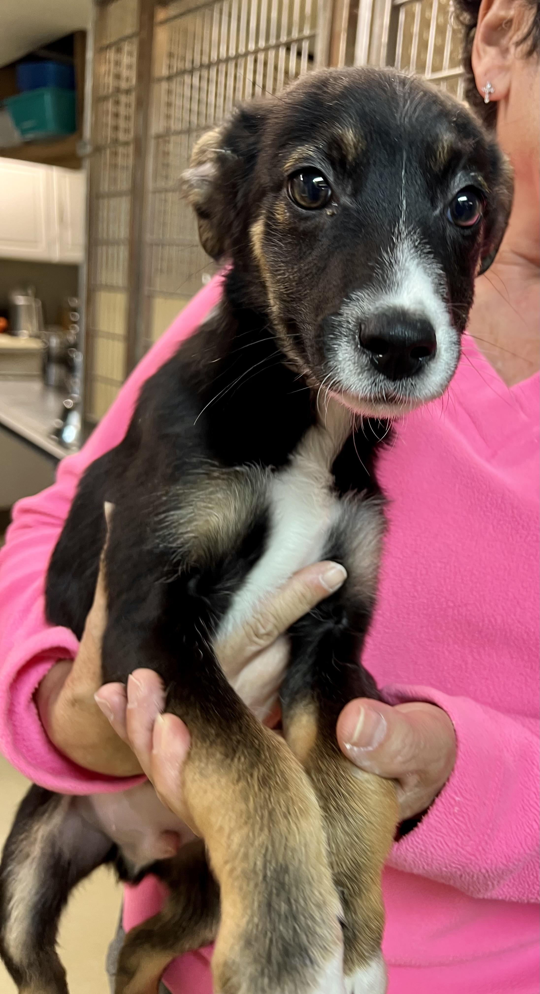 Scrappy, adopted, Puppy Male Collie.