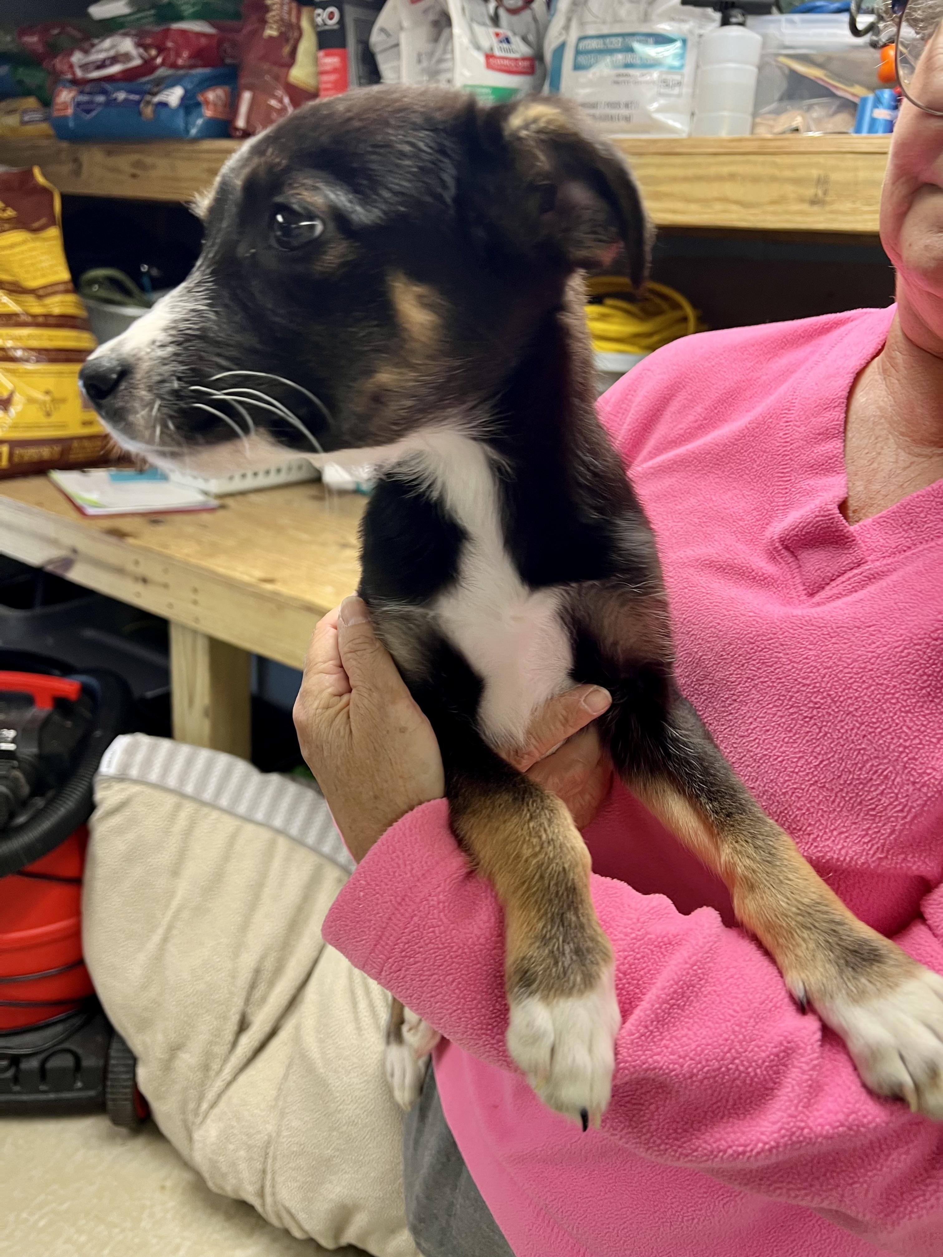 Enlarge Scrappy, an adopted mixed breed in sparta, NC image 2/3