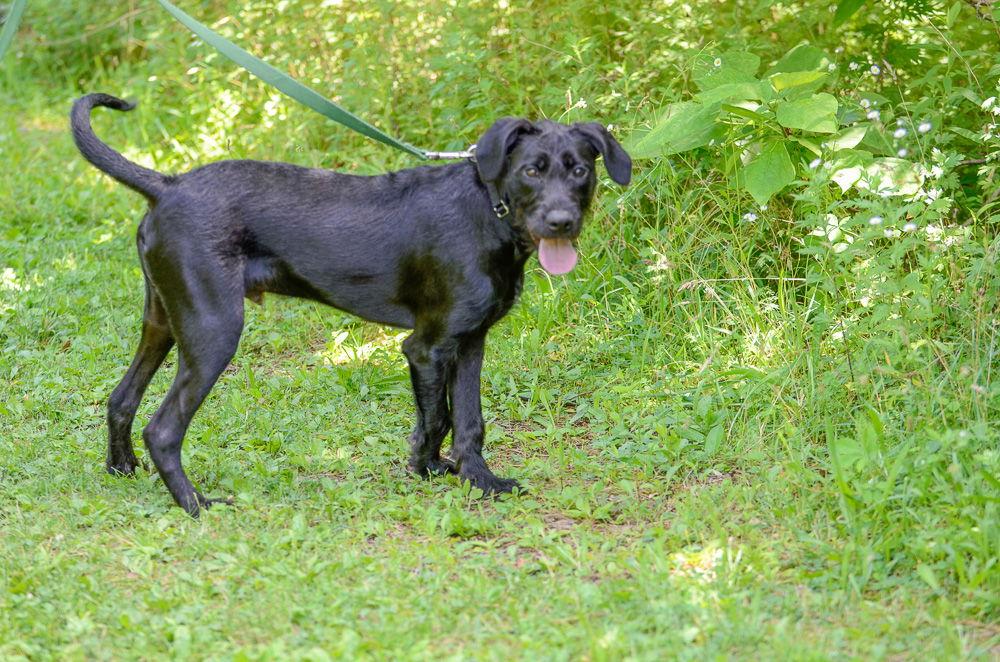 Adam-pending, Adopted, Young Male Labrador Retriever & Standard Poodle.