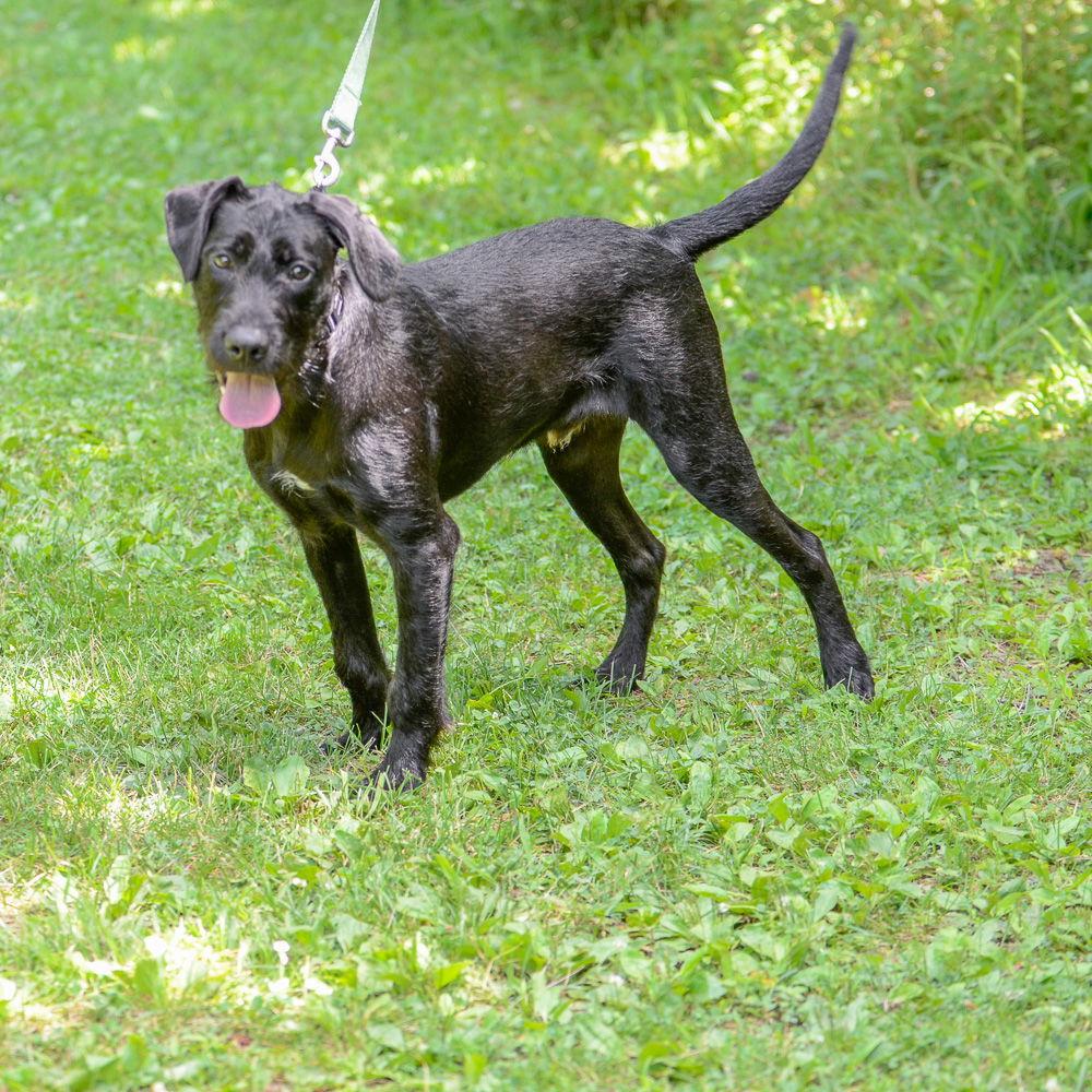 Enlarge Adam-pending, a Adopted mixed breed in Brick, NJ image 2/3